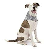 Kurgo Dog Scruff Scarf, Dog Snood, Dog Neck and Ears Warmer, Scarf for Pets, Protects Dog in Cold Weather, Medium, Charcoal/White