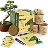 Bonsai Starter Kit - Gardening Gift for Women & Men - Bonsai Tree Growing Garden Crafts Hobby Kits for Adults, Unique DIY Hobbies for Plant Lovers - Unusual Christmas Gifts Ideas, or Gardener Mother