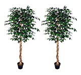 AMERIQUE AM0912FC6FTPK2 Gorgeous Ficus Trees Artificial Silk Plant, 6', Emerald Green, 2